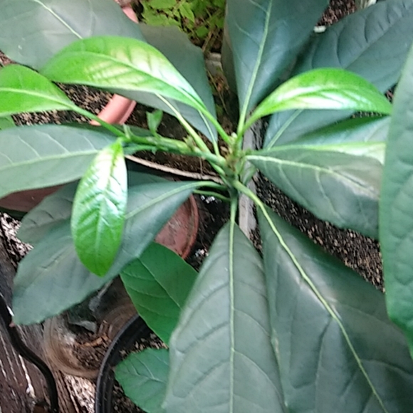 Avocado - Picture 3 of 4